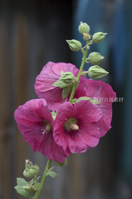 粉色荷利荷克，Alcea rosea